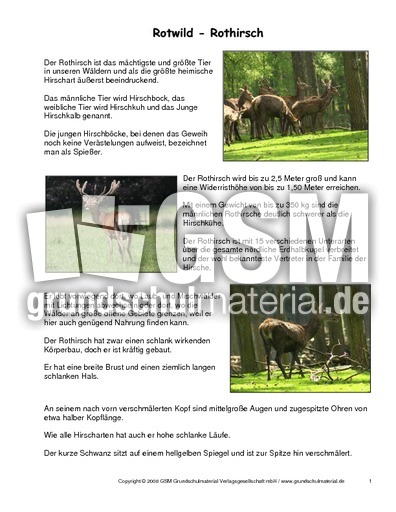 Rothirsch-Steckbrief.pdf